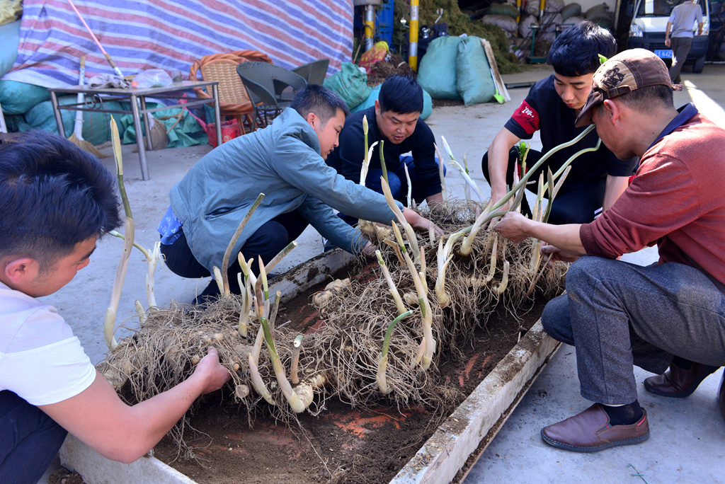 图一阿寿哥中药材种植合作社在清理刚出土的滇黄精