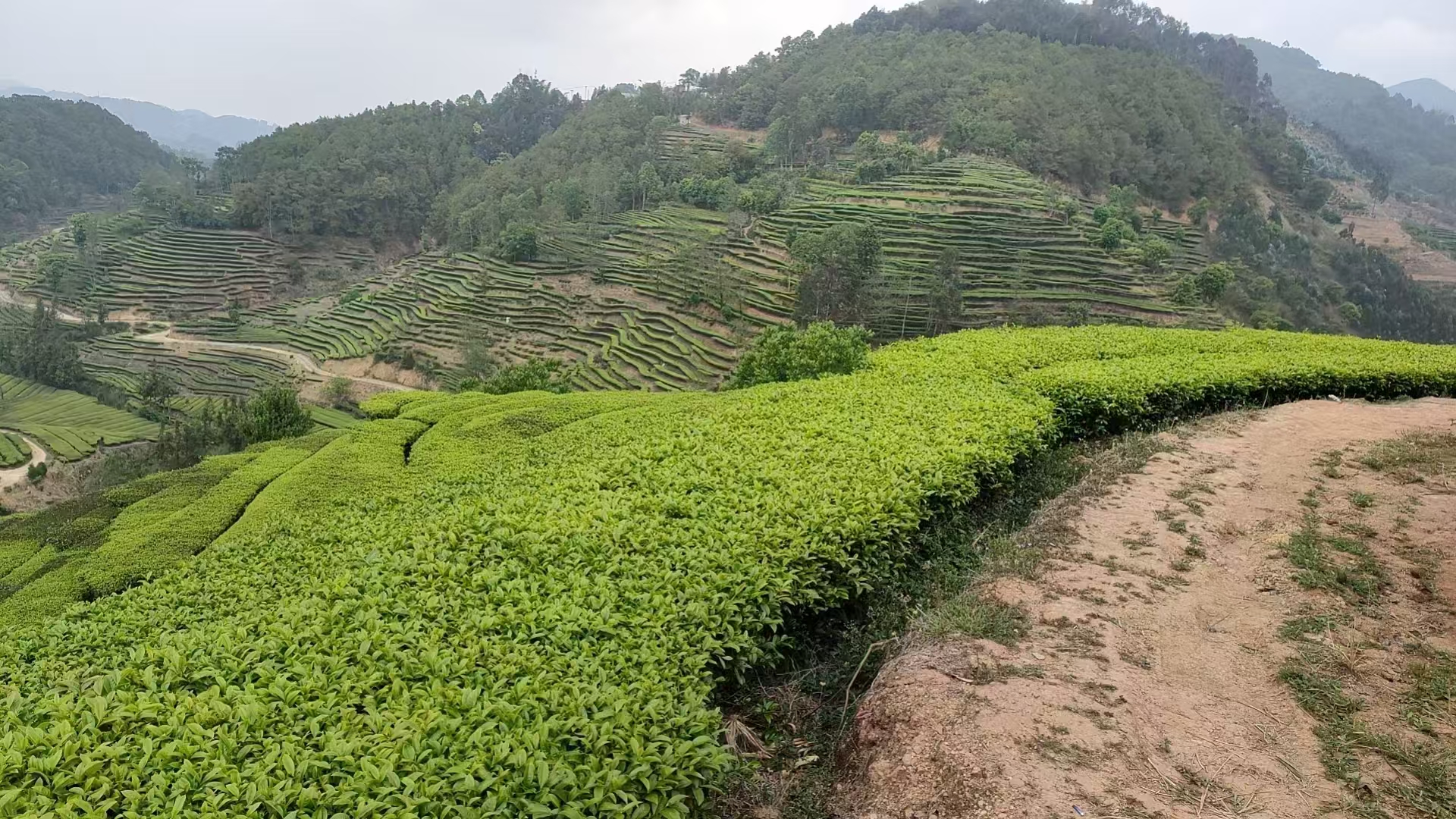 壮大茶经济！茶房乡又一茶产业项目开工